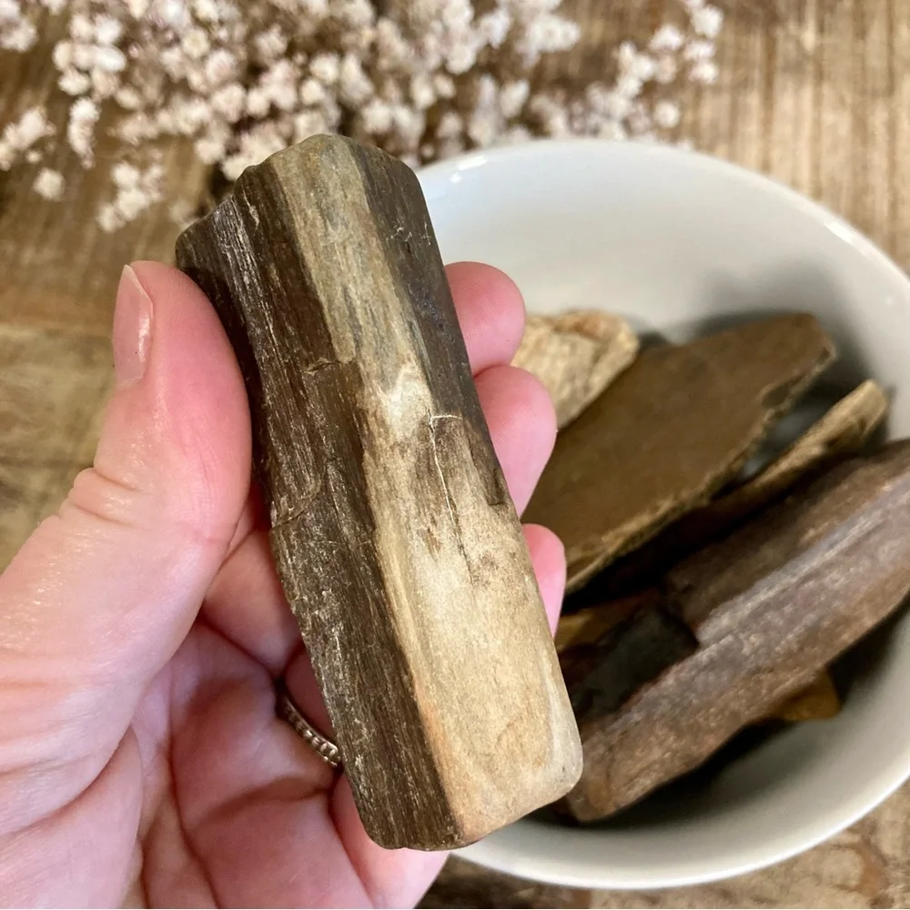 8pcs Petrified Wood Medium 3” Long